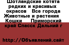 Шотландские котята редких и красивых  окрасов - Все города Животные и растения » Кошки   . Приморский край,Спасск-Дальний г.